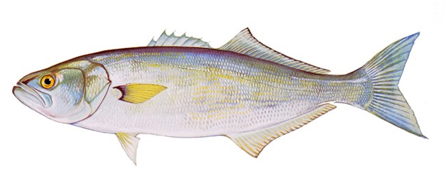 Bluefish