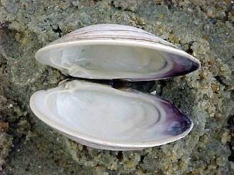 Quahog Clam