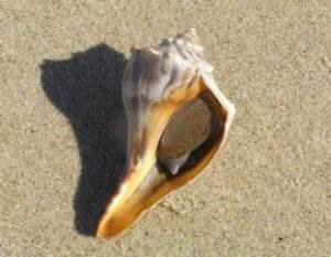 Knobbed Whelk