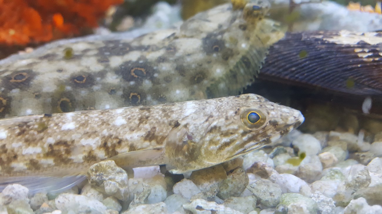 Lizardfish and Flounder