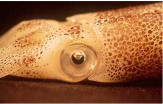 View of a squid head and eye