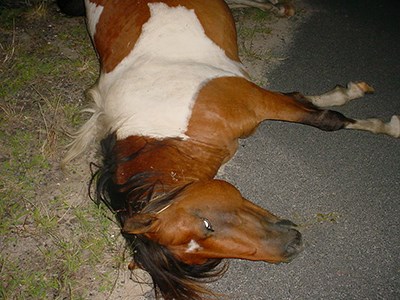 photo of horse killed by vehicle