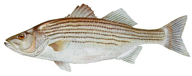 Striped Bass