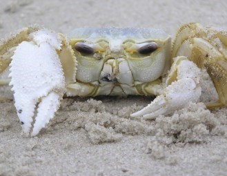 Ghost crab (Ocypode quadrata)