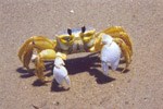 Ghost crabs spend their nights preying upon mole crabs and scavenging other snacks such as dead fish, crabs and birds washed in by the tides. 11 kb