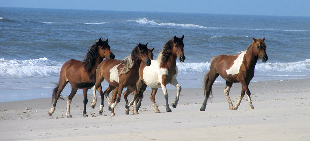 photo of a band of horses running on the beach along the ocean