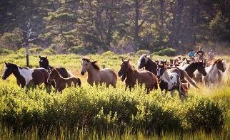 Saltwater Cowboys Round Up the Southern Herd for Pony penning