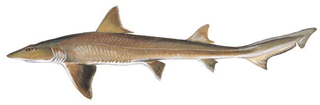 Smooth Dogfish Shark