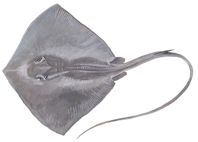 Southern Stingray