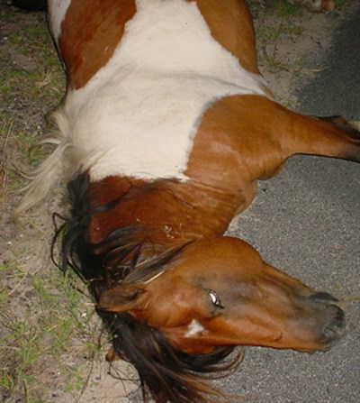 stallion killed by vehicle