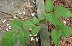 poison ivy (Toxicodendron radicans) by edge of trail, 48kb.