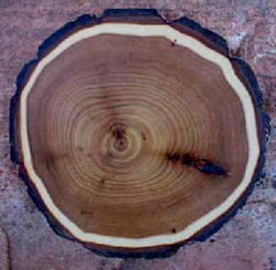 A cut piece of timber exposing the tree's rings used to count for dendrochronology.