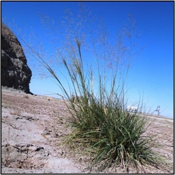 Alkali Sacaton Grass