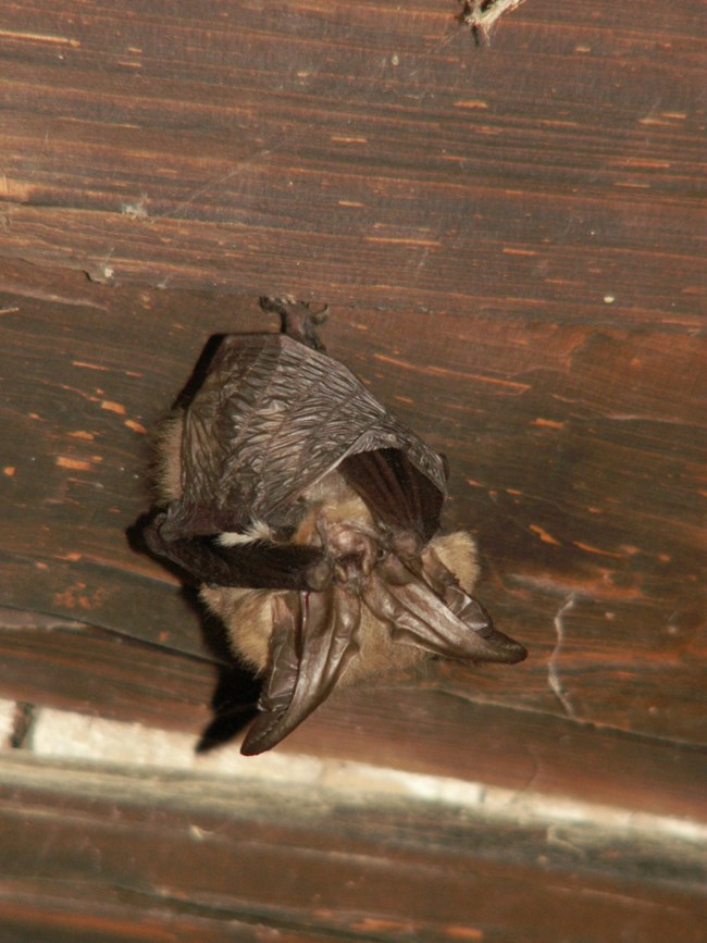 Townsend's big-eared bat