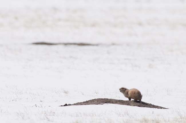 Prairie dog on a mound in the snow