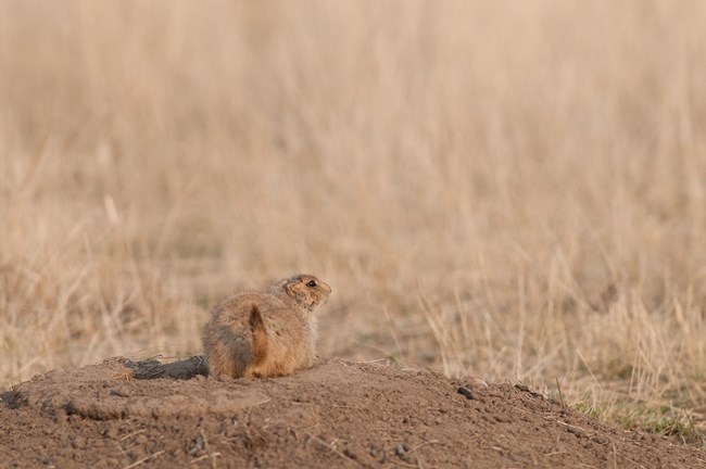 Prairie dog on a mound among prairie grasses