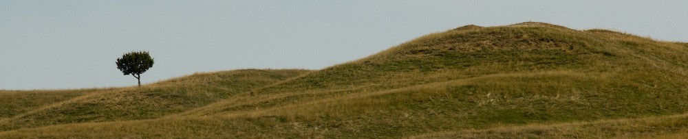 a single juniper stands at the bottom of a gentle prairie slope, which rolls up into a hill on the right.