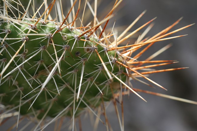 sharp, needle-like spines extend outward from the central body of a green, round cactus.