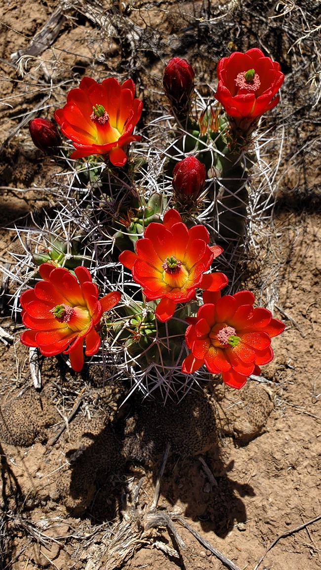 a cactus with bright red flowers with yellow centers