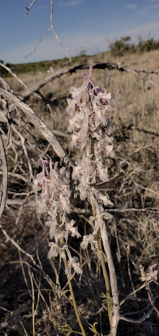 two delicate stalks host pale purplish white trumpet flowers with a open grassland behind.