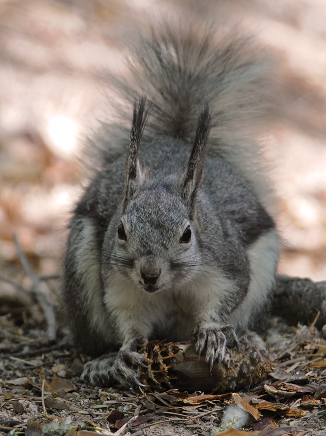 aberts squirrel eats cone