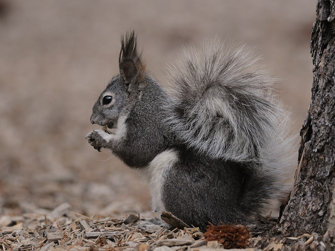 aberts squirrel eats