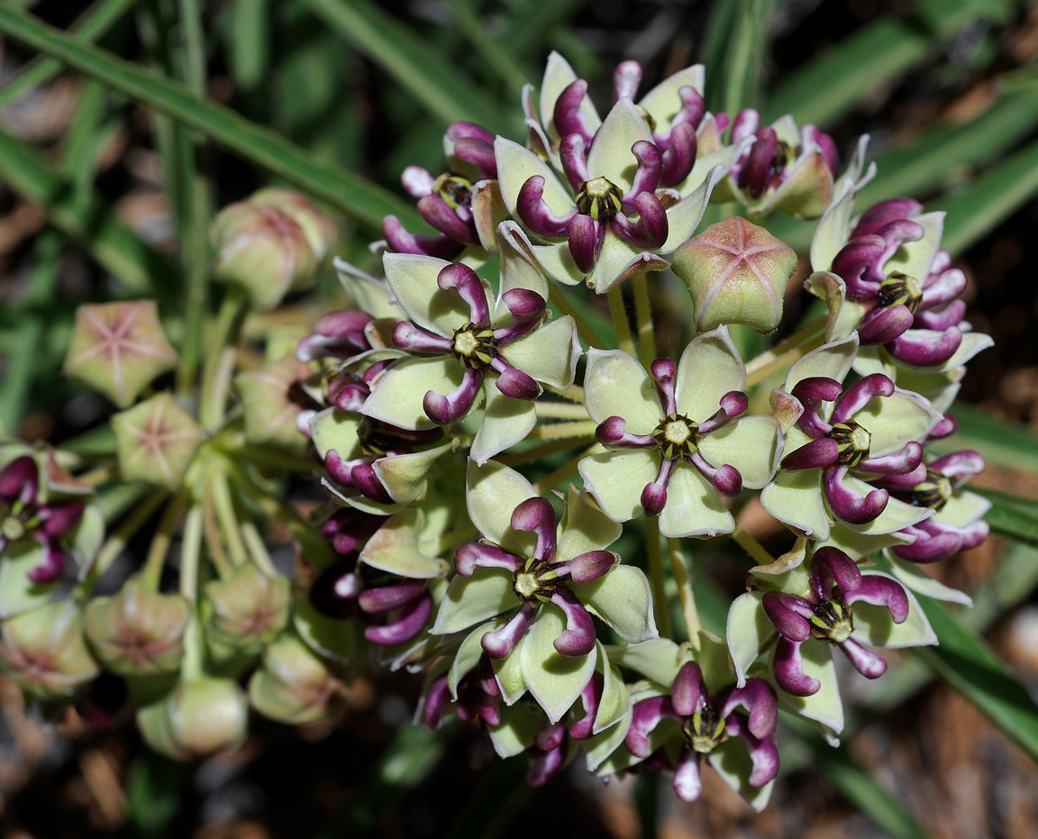 a pale greenish flower with a pinkish purple center