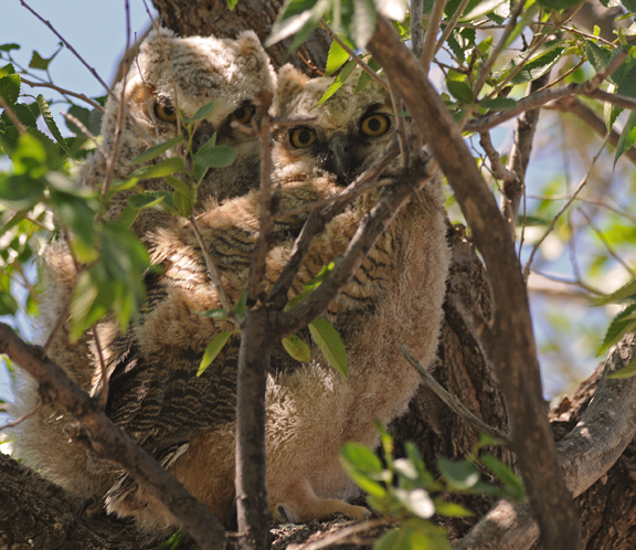 baby horned owls