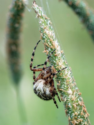 Meadow Spider