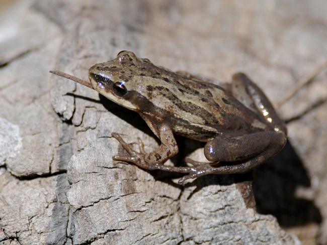 chorus frog