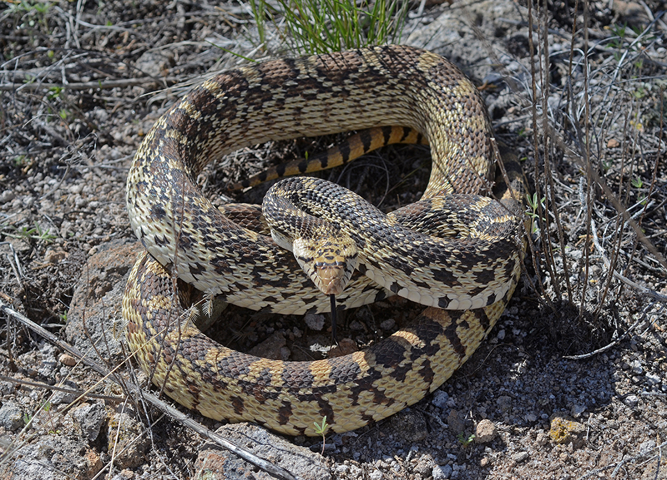 coiled bullsnake