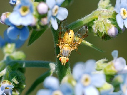 PICTURE-WINGED FLY