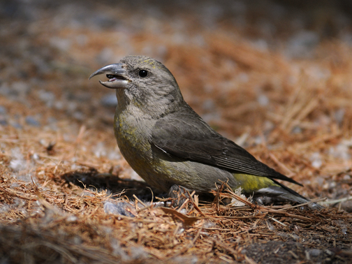female red crossbill 3