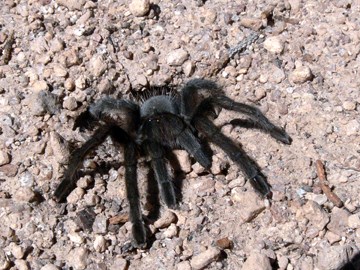 female tarantula