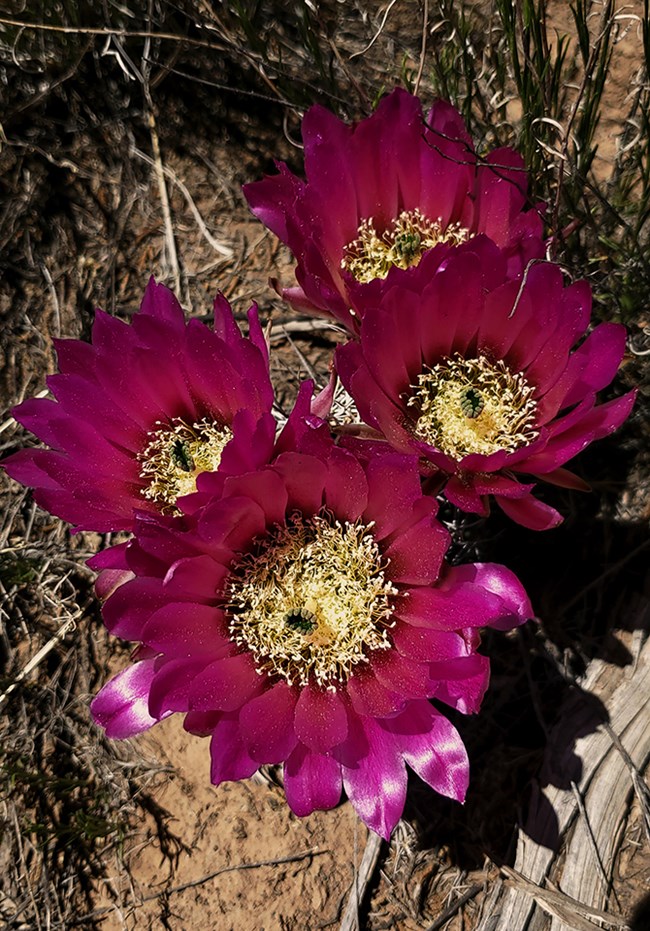a small spiny cactus with 4 brilliantly pink flowers