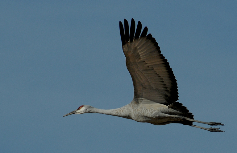 sandhill crane