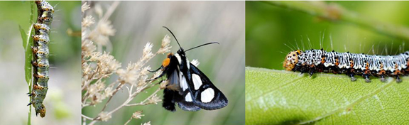 Forester Moth and caterpillar