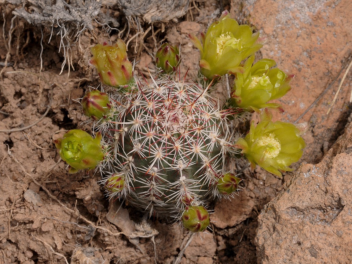 a small cactus with straight spines and yellow green flowers