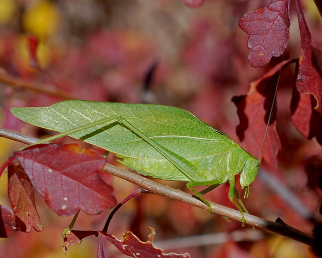 angle-winged katydid