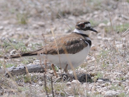 Killdeer with eggs