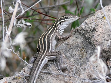 plateau whiptail