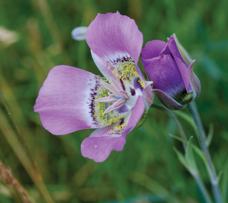 mariposa lily