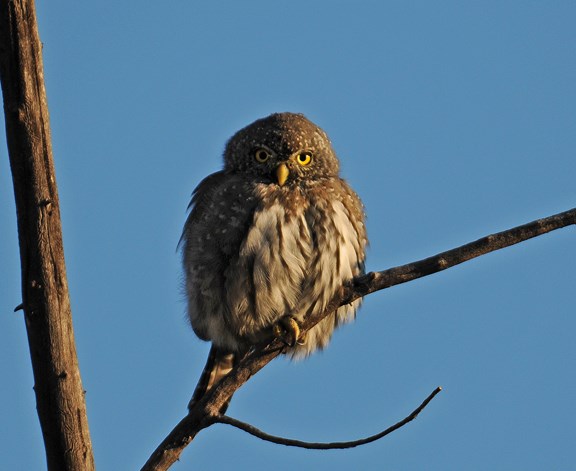 northern pygmy owl 22b