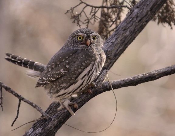 northern pygmy owl
