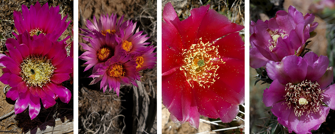 pink cactus flowers