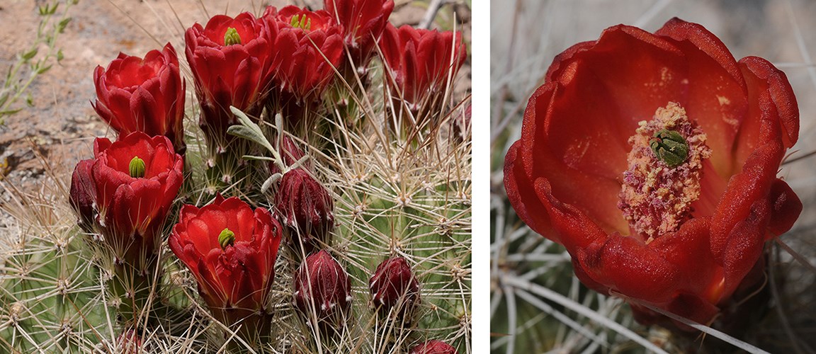 All Pink Cactus Flowers are NOT the Same - Bandelier ...