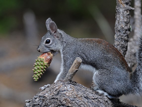 Abert's Squirrel - Bandelier National Monument (U.S. National Park Service)