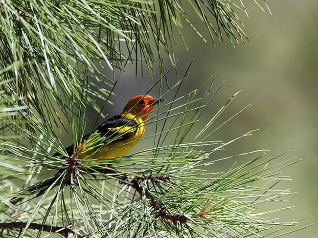 western tanager in pine