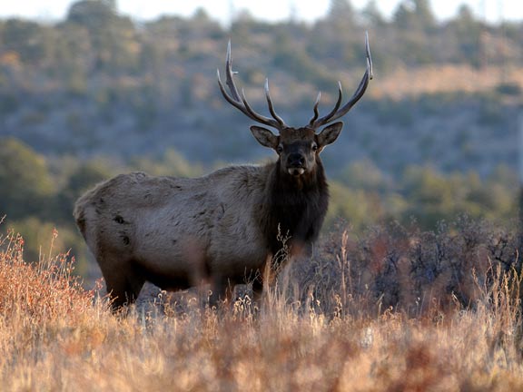 bull elk