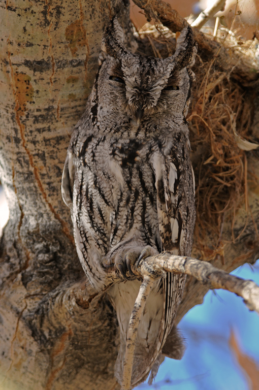 western screech owl